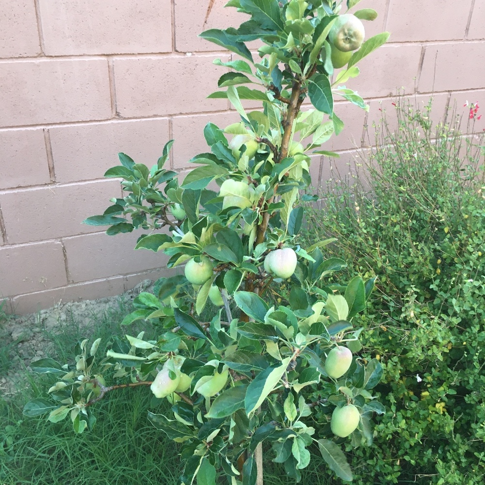 Meet your Posher, Asia